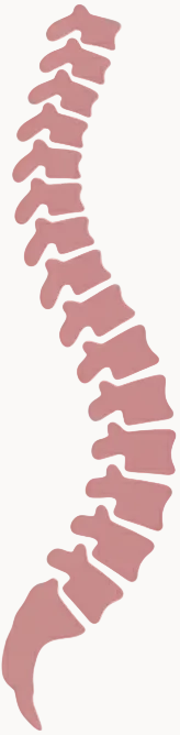 Aligned Spine Icon in Rose